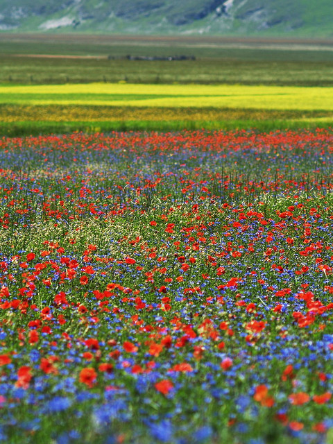 Fioritura a Castelluccio