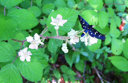 Parco di Plitvice - Farfalla blu