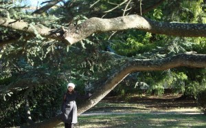 il grande albero a Castelfalfi