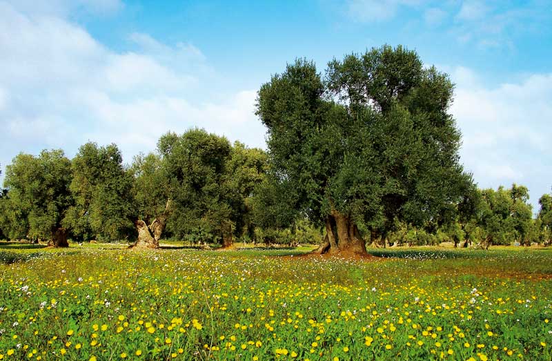 Puglia - ulivi secolari