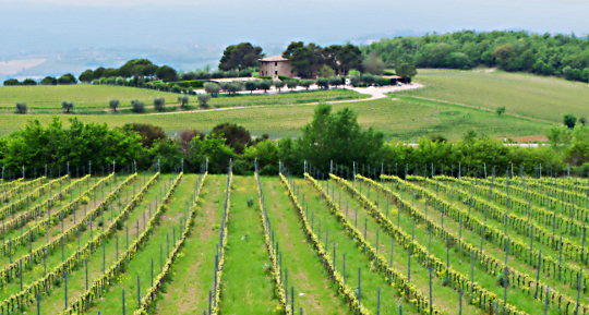 vigneto in Umbria a Todi