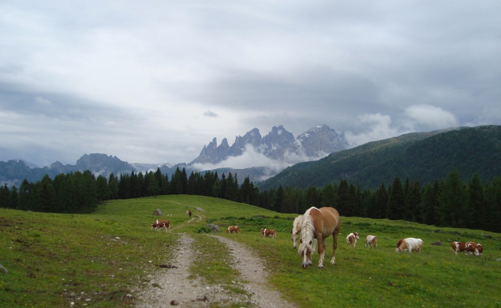 Cavalli al Fuciade - Passo San Pellegrino Val di Fassa