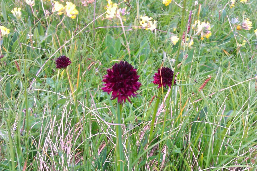 Nigritella - Val di Fassa